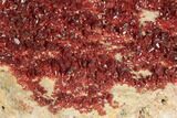 Massive, Plate of Ruby Red Vanadinite Crystals - Morocco #196366-3